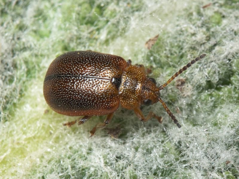 Lochmaea crataegi (Forster, 1771)